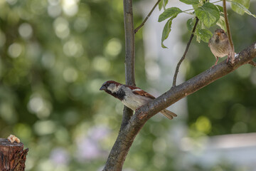 Sparrow on a branch. Close-up. Gray little bird.