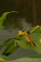 Yellow grasshoppers perched on tree trunks