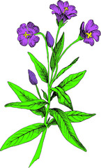 Fototapeta na wymiar Botanical colored vector illustration with hairy willowherb. Wild plant. Good for packaging design, wrapping design or any your project.