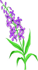 Botanical colored vector illustration with hairy willowherb. Wild plant. Good for packaging design, wrapping design or any your project.