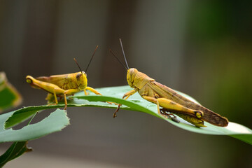 Yellow grasshoppers perched on tree trunks