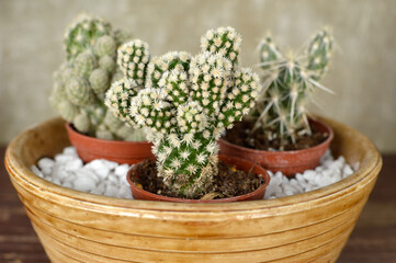 mini cactuses growing in the ceramic bowl close up