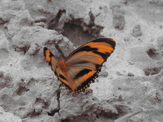 Obraz na płótnie Canvas butterfly on the rock