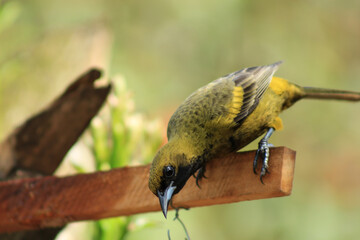 Bird Curiously Looking Into the Camera