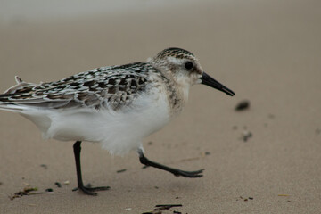 Gull Exploring the Beaches of Ontario