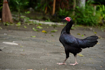 hen in the field