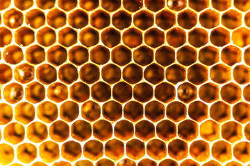 Close up of abandoned beehive. Nutural of background and texture