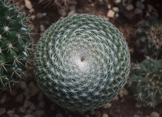 cactus in the pot