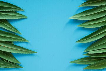 Forest treeline made of green leaves on blue background. Minimal nature concept flat lay.