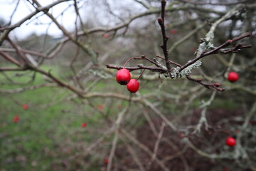 赤い木の実