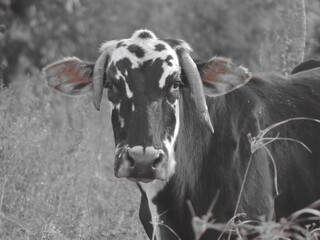 black and white cow