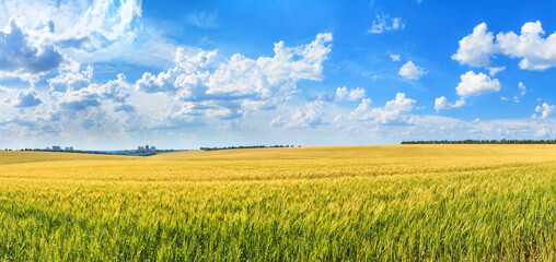 Rural landscape, panorama, banner - field of young wheat in the rays of the summer sun