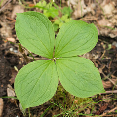 Black eye (lat. Páris), spring, Belarus.