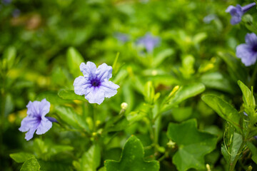 Many fresh blooming wild purple flowers on the field