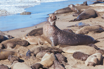Elephant Seals in California USA