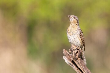 Eurasian wryneck curious close up portrait on nice blurred background