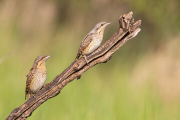 Eurasian wryneck both male and female close up view