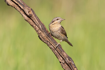 Eurasian wryneck on the branch close up portrait with nice blurred colorful background