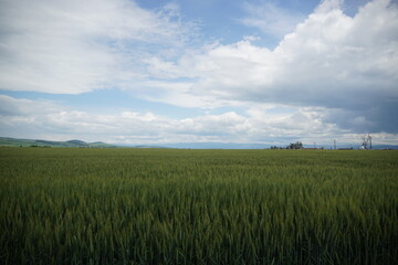 Field of golden grains