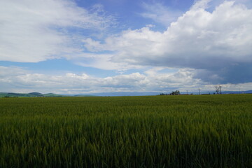 Field of golden grains
