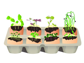 Microgreen set. Organic. Fresh young shoots of various plants, a sandwich with microgreen. Microgreen healthy diet. Vegetarian food. Stamp for packaging design. Vector illustration