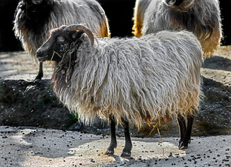 Domestic ram