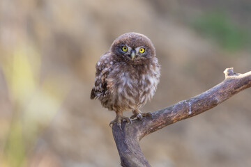 Cute little owl chick on the branch