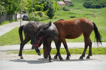 Big brown horses near a field 
