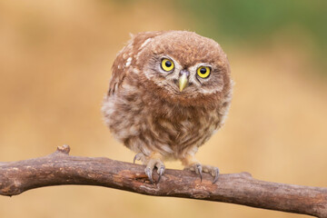 Feathered Curiosity: Little Owl Chick's Close-Up Gaze