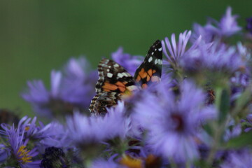 butterfly hidden in flowers