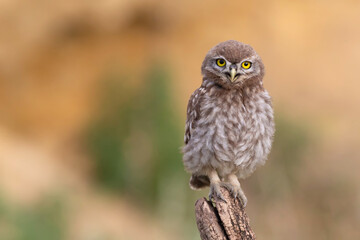 Curious Gaze: Close-Up Portrait of a Little Owl Chick