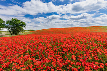 Fototapeta na wymiar Mohnblumen auf einem Feld in der Uckermark, nah der Stadt Prenzlau