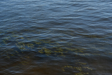 water surface with seaweed in the water
