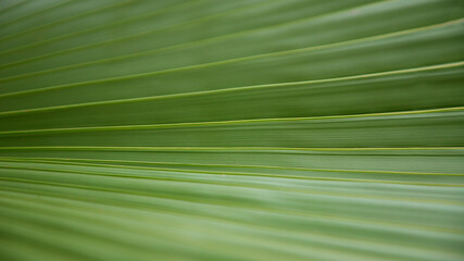 Background texture of green leaf of palm tree close-up