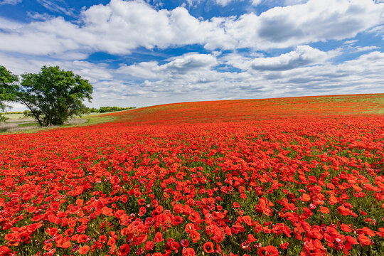 Mohnblumen auf einem Feld in der Uckermark, nah der Stadt Prenzlau
