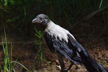 Obraz premium a young crow looks for food on the ground