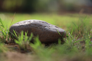 A stone in the grass