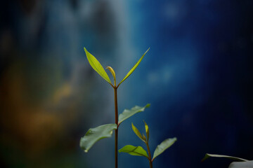 green leaves of small plant on blue background
