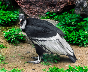Portrait of andean condor on the ground. Latin name - Vultur gryphus	
