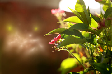 red flowers and green leaves 