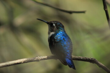 Hummingbird of South America