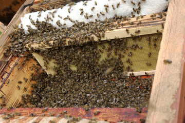A swarm of bees in an open hive.