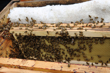 A swarm of bees in an open hive.