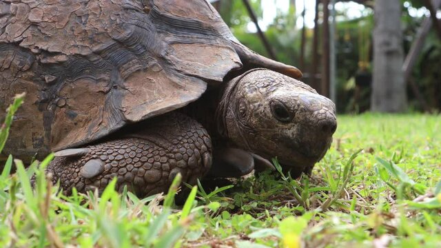 An old tortoise (not a turtle) slowly walking on the grass in Durban, South africa
