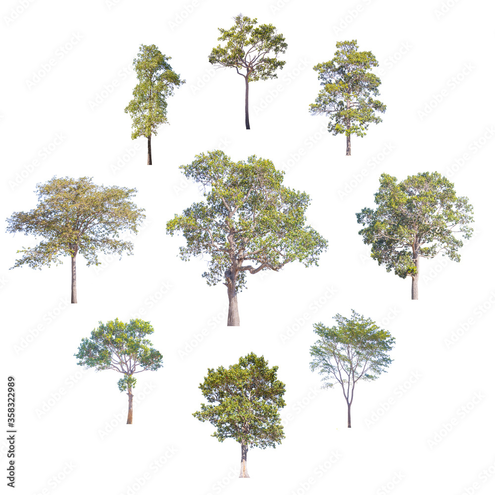 Wall mural the collection of trees,.isolated trees on white background.
