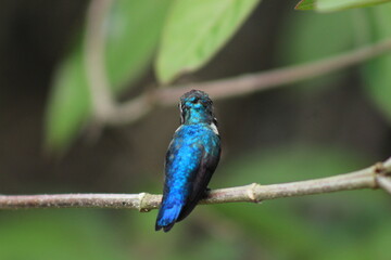 bee hummingbird resting on a branch