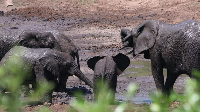 A group of african elephants during a safari in the Hluhluwe - imfolozi National Park in South africa