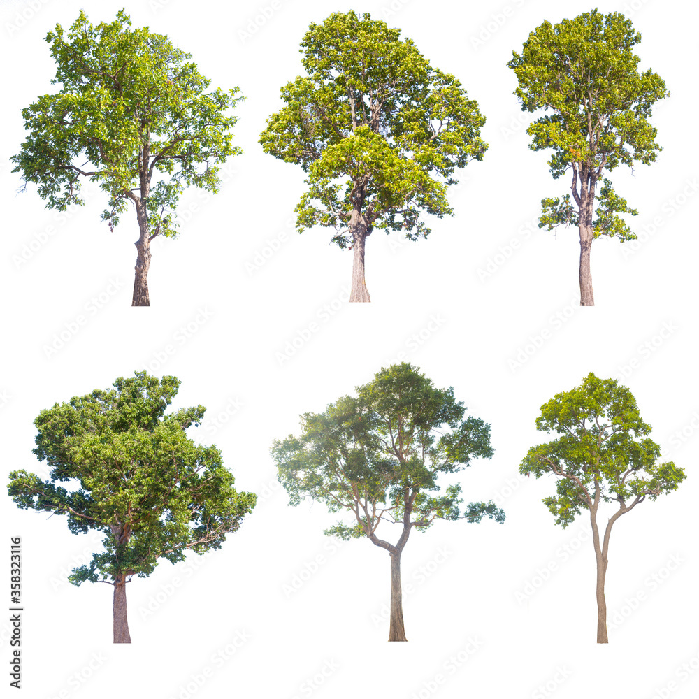 Poster tree set isolated on white background.