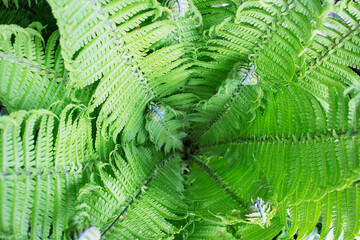 Beautiful stems and leaves of green fern.