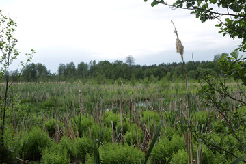 View of the peat bog near the river. Belarus.